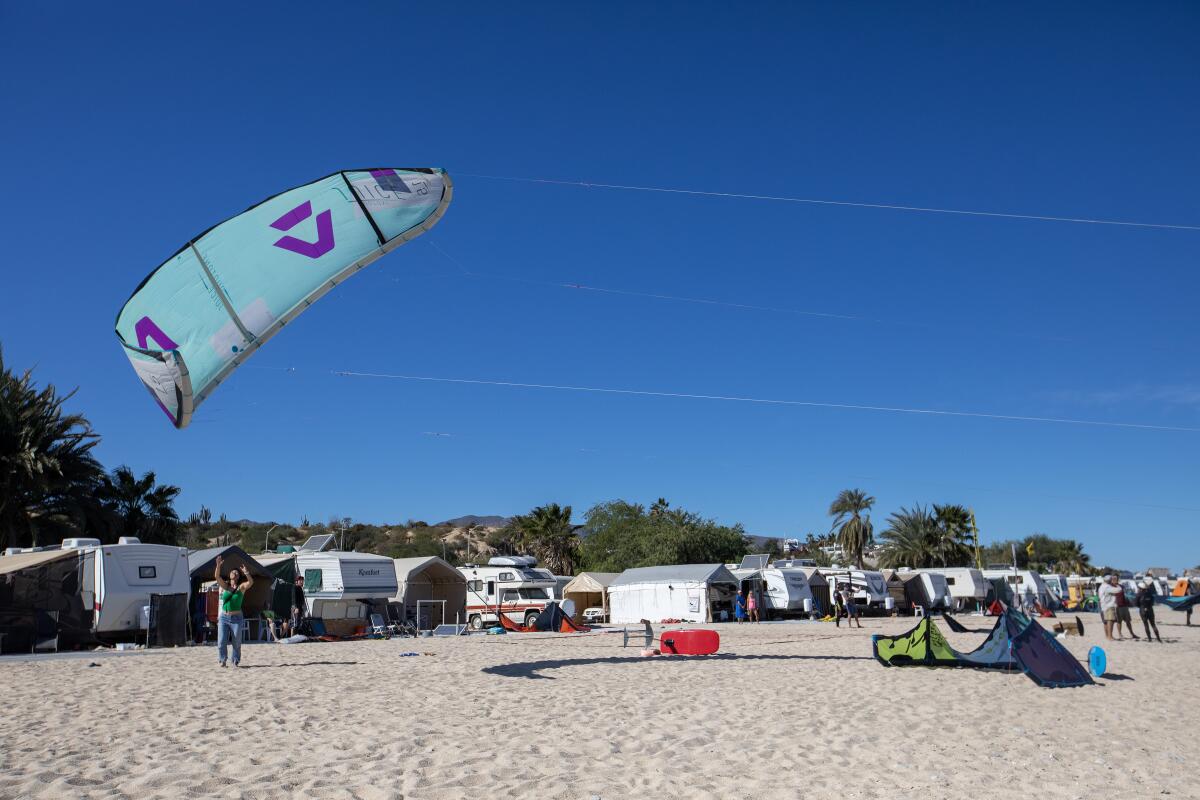 california-baby-great-whites-surfers-0006.jpeg